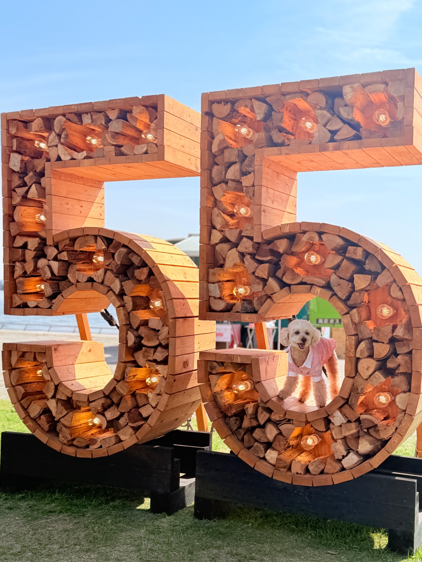 55ドッグフェス
