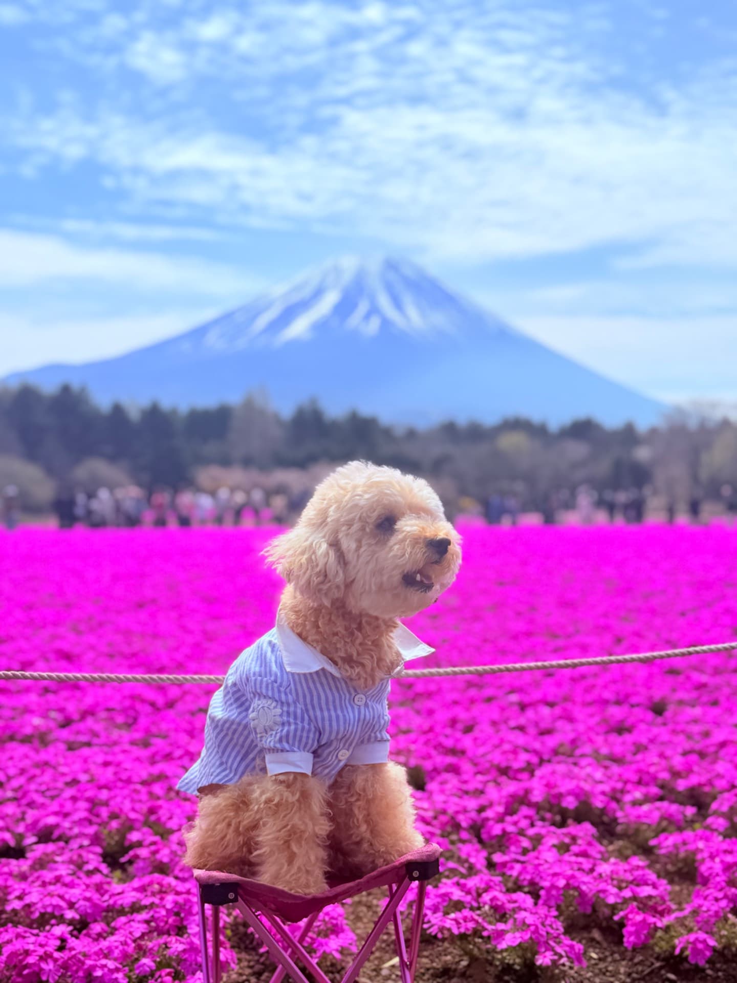 富士本栖湖リゾート芝桜祭り