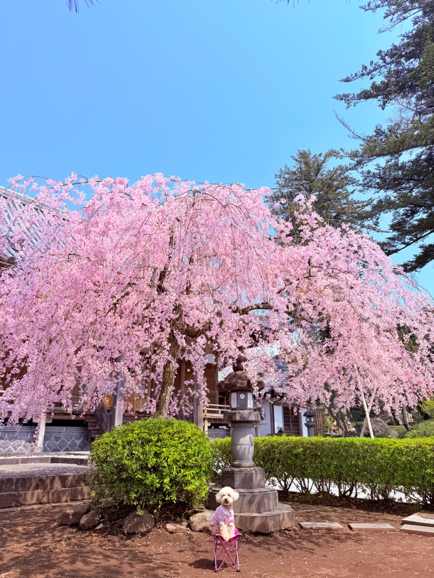 大石寺参道の枝垂れ桜