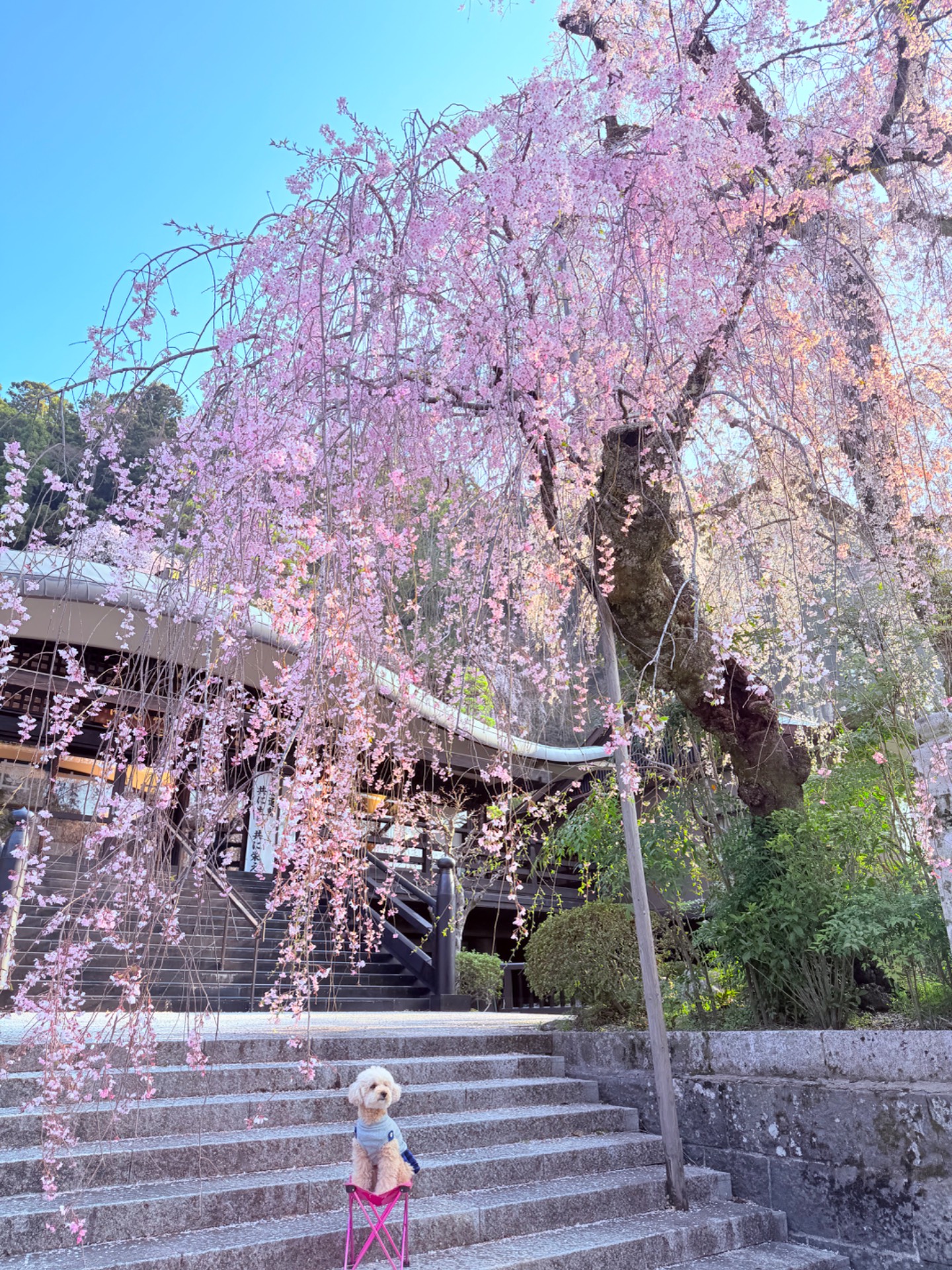 身延山の枝垂れ桜