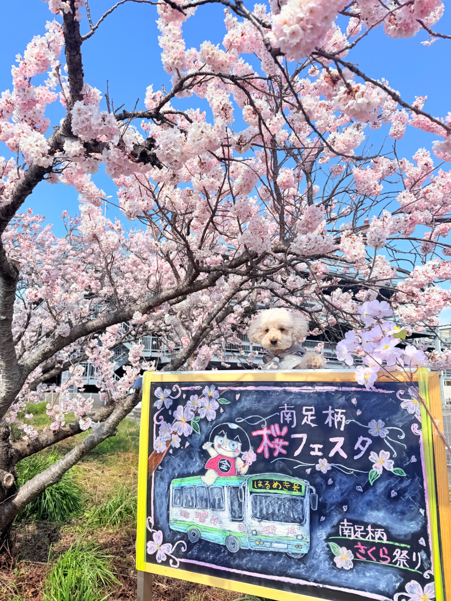 南足柄桜フェスタ