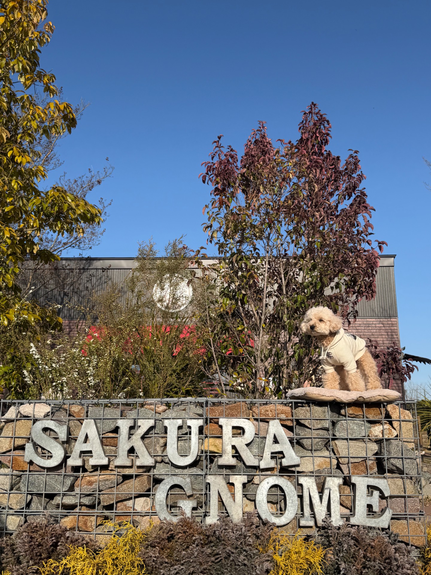 SAKURA GNOME