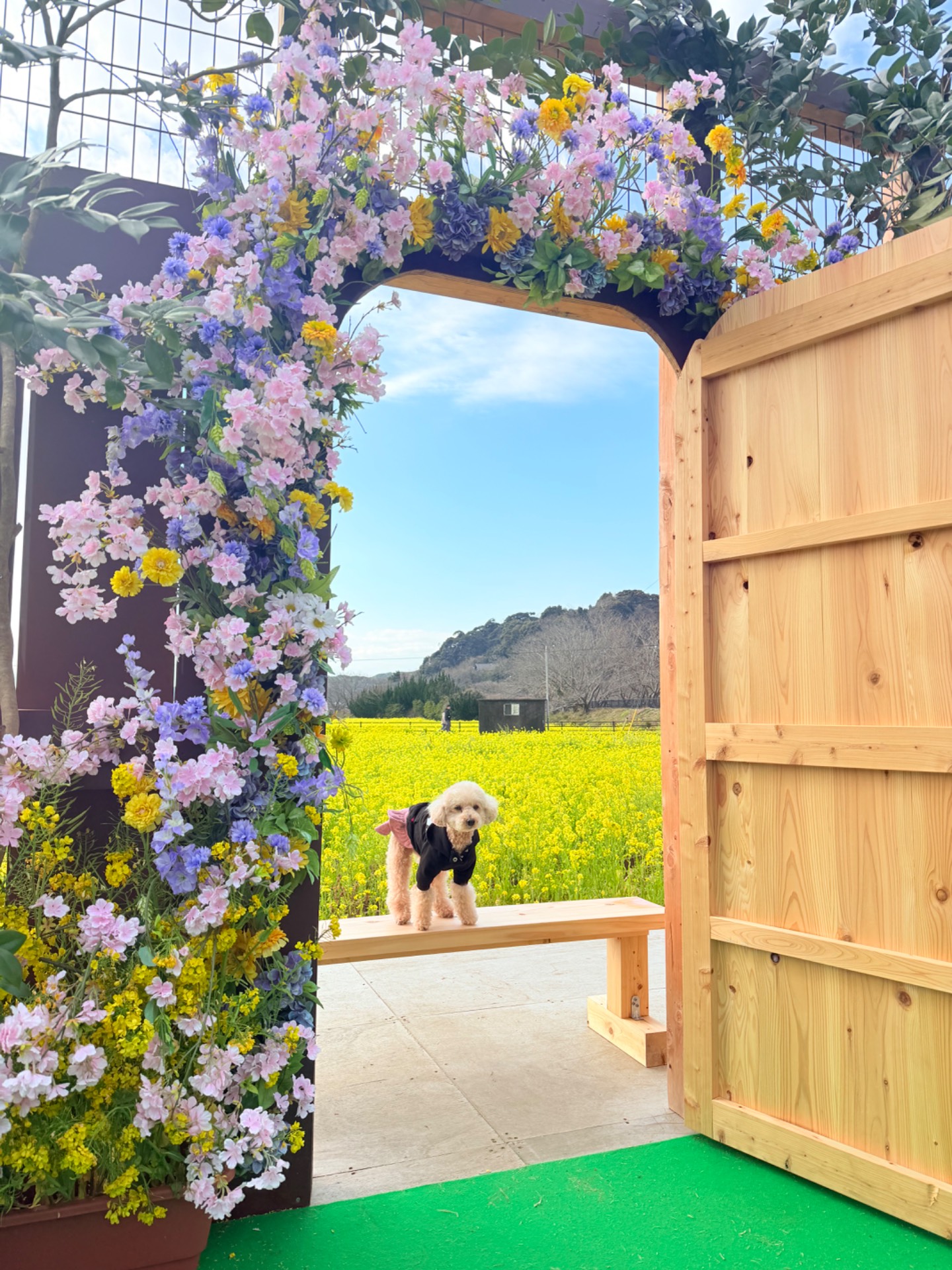 南伊豆菜の花祭り