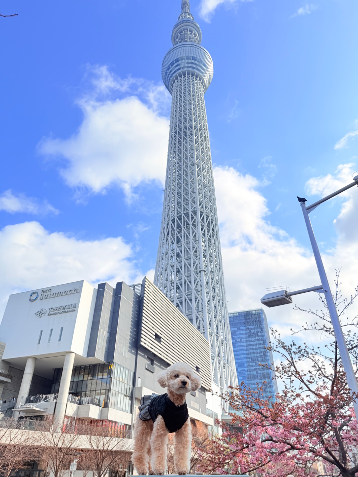 スカイツリー