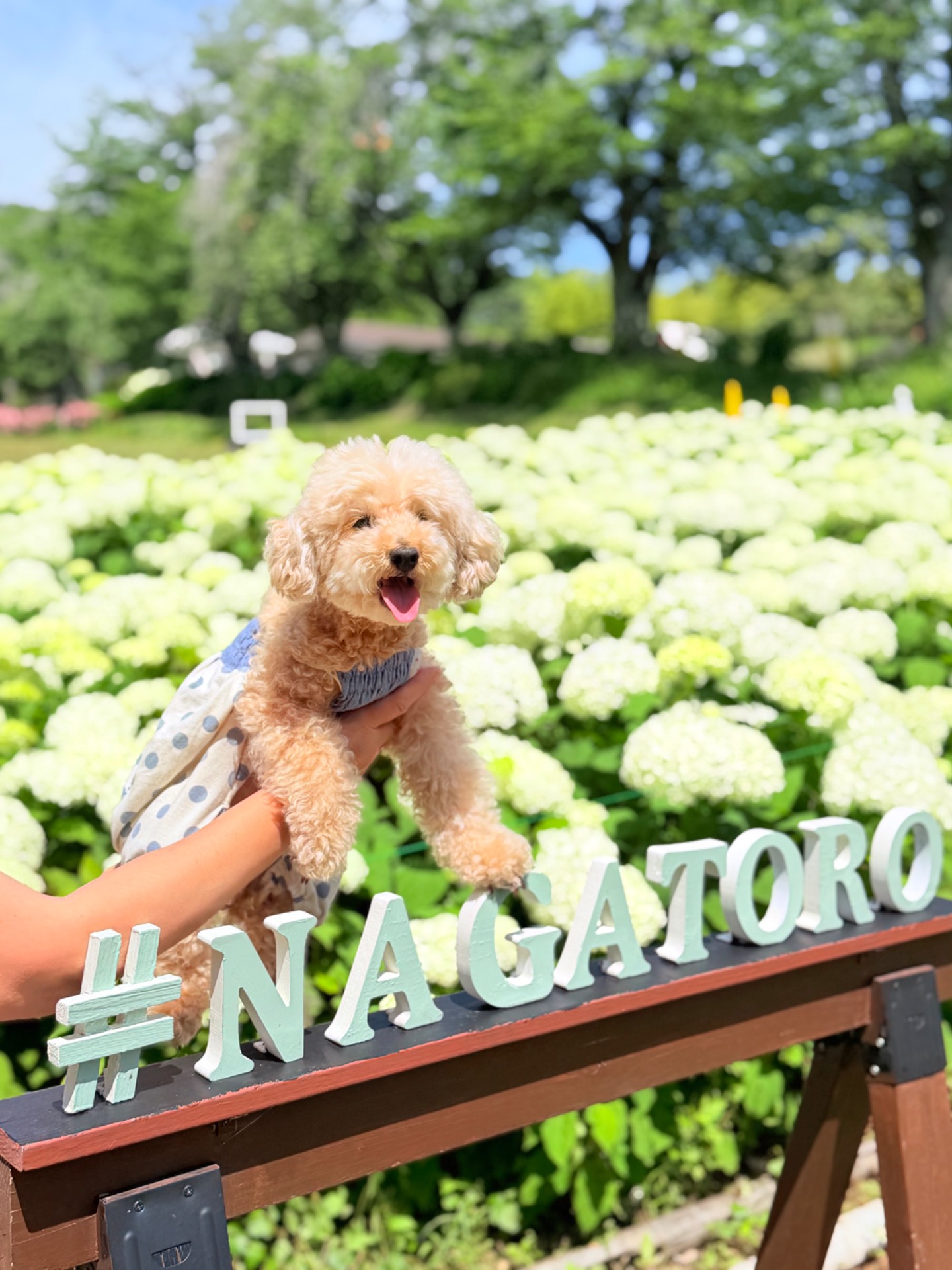 花の里長瀞（アナベル園）