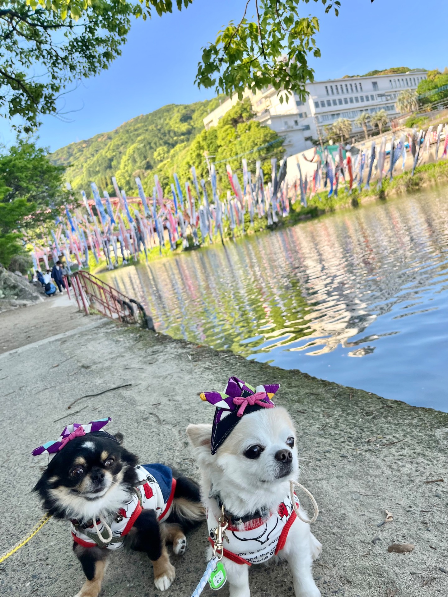こいのぼり