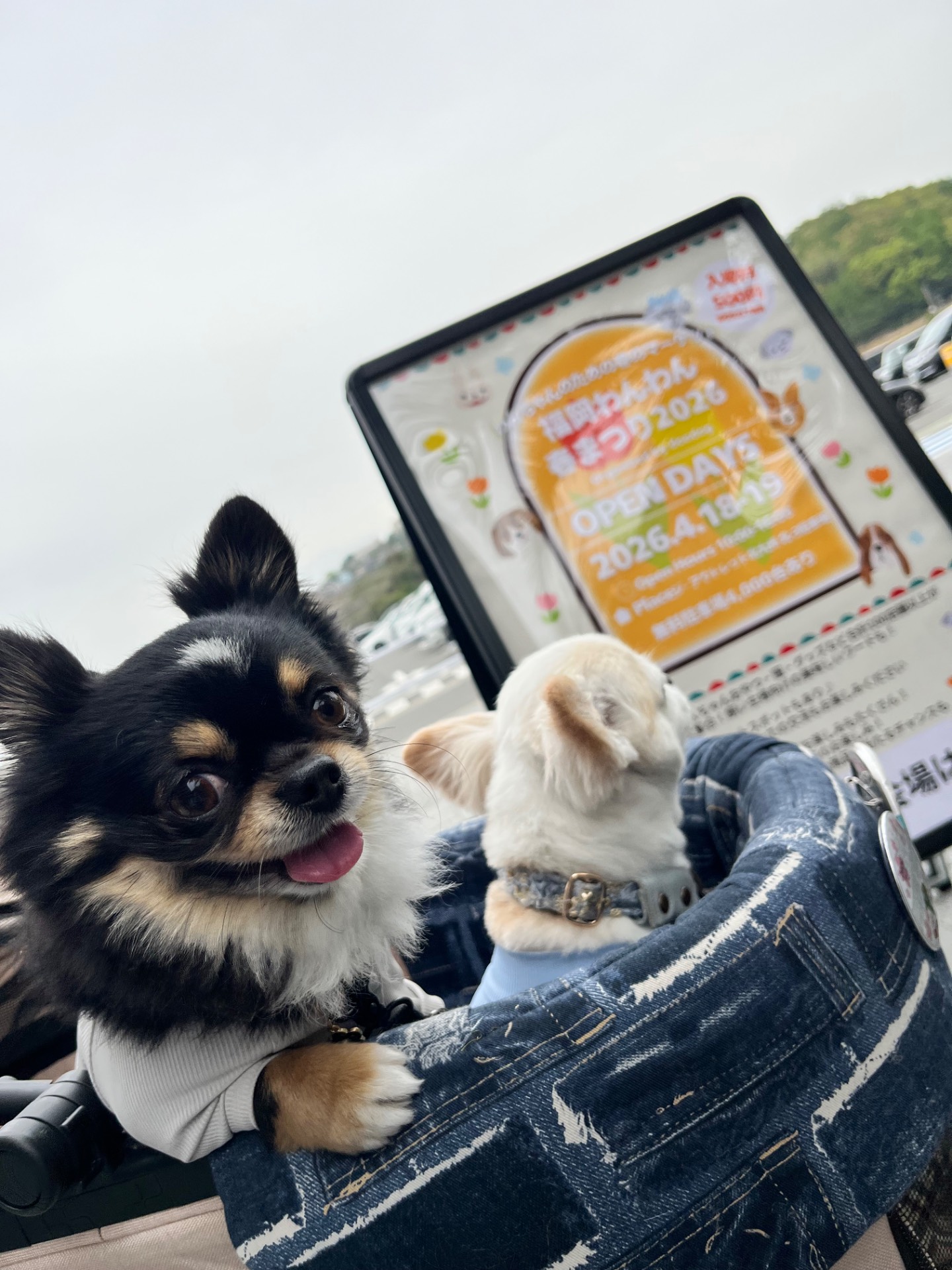 福岡わんわん春まつり  北九州アウトレット
