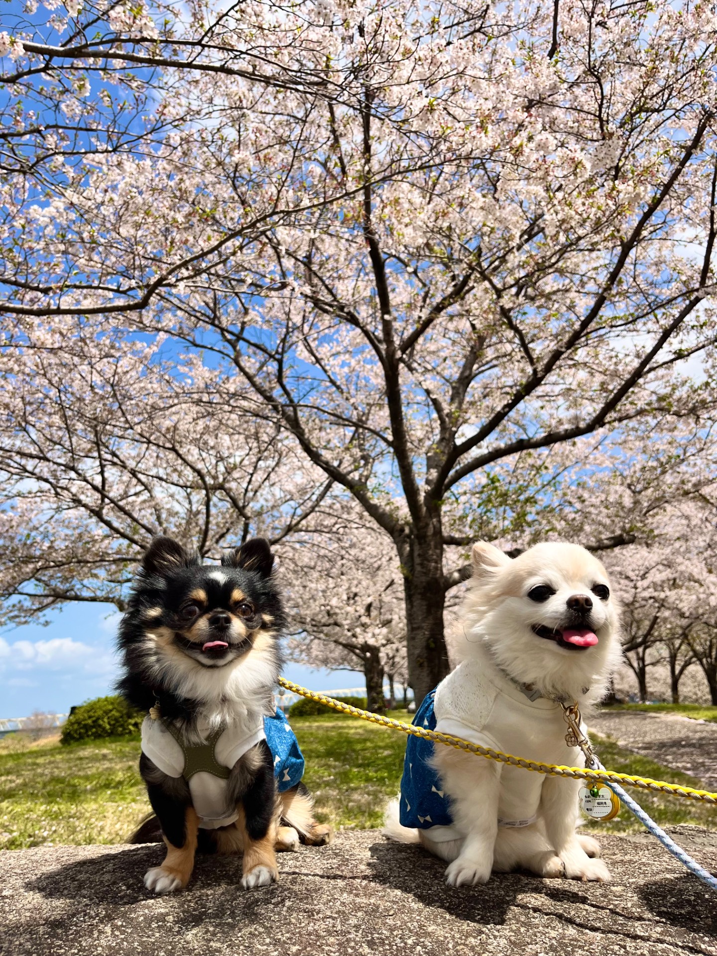 中干出公園