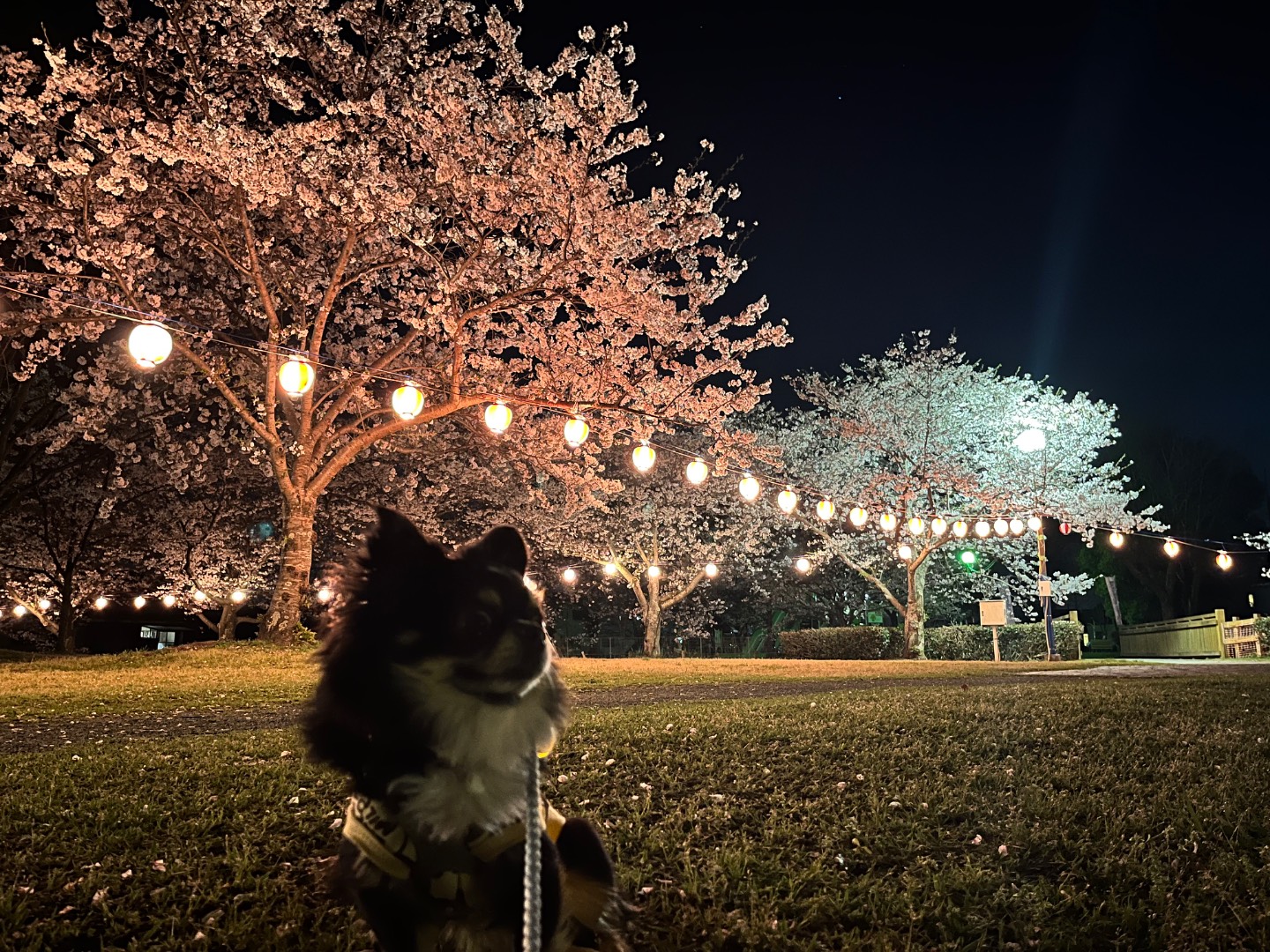石丸山公園 さくら祭り