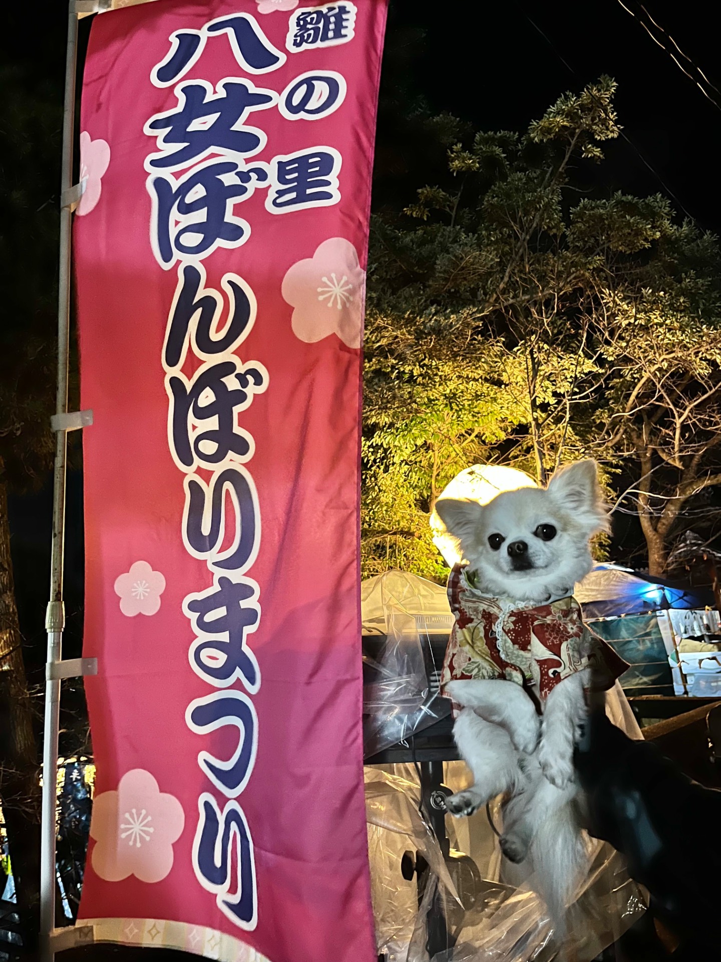 八女ぼんぼりまつり