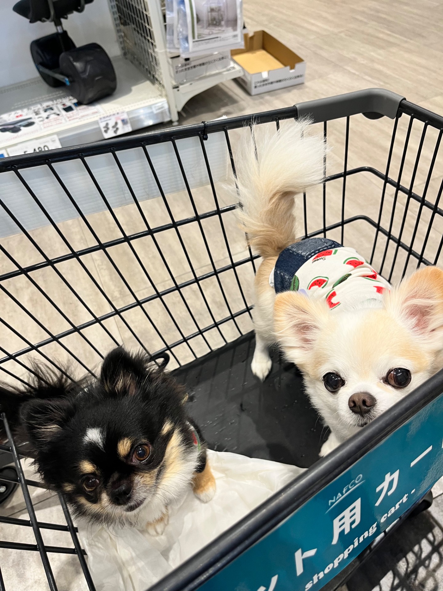 お買い物の一覧へ