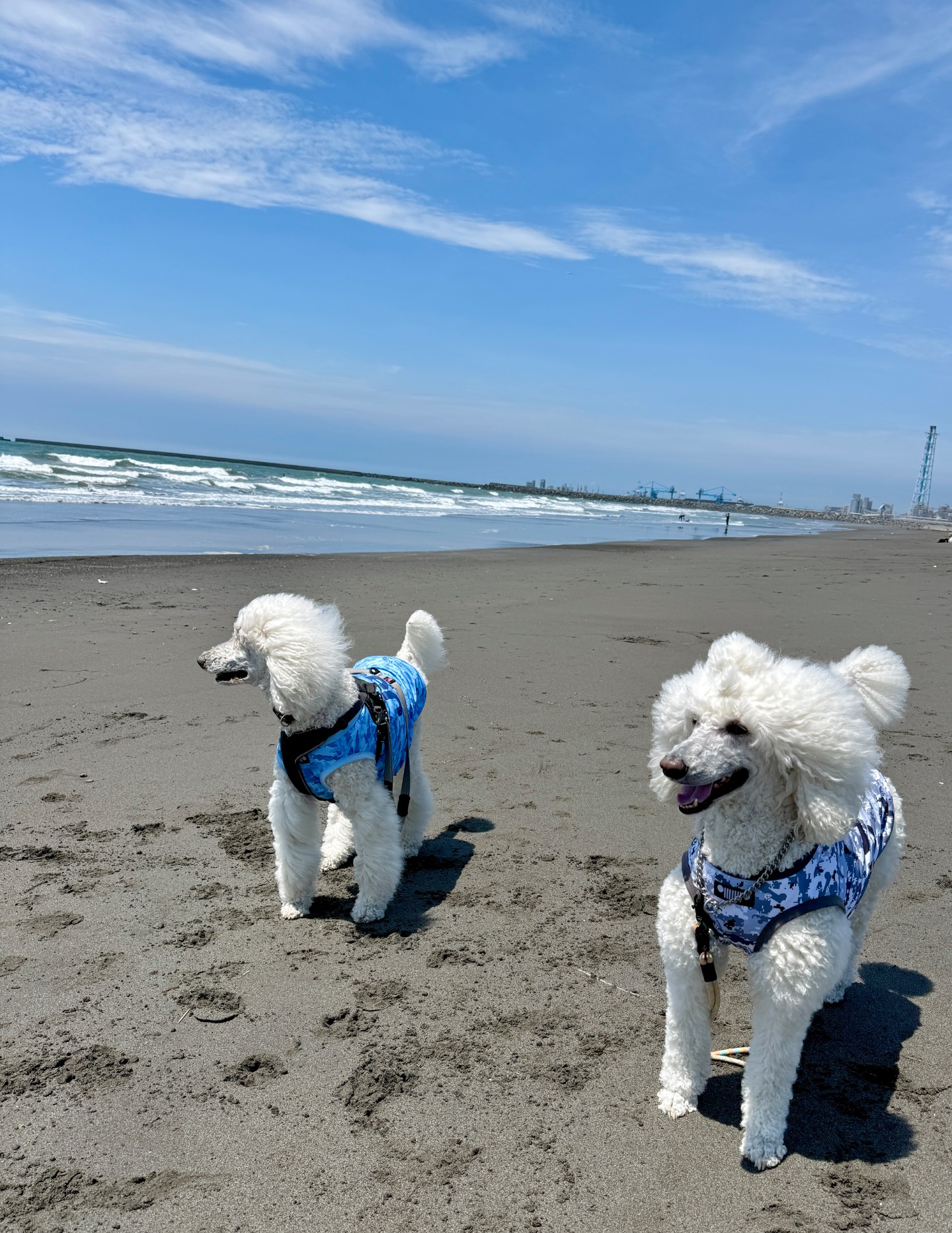 浜厚真海浜公園