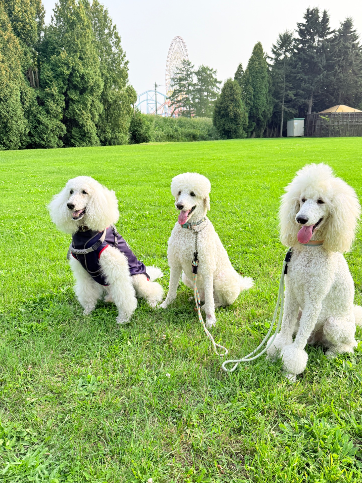 いわみざわ公園／いわみざわ公園ドッグラン