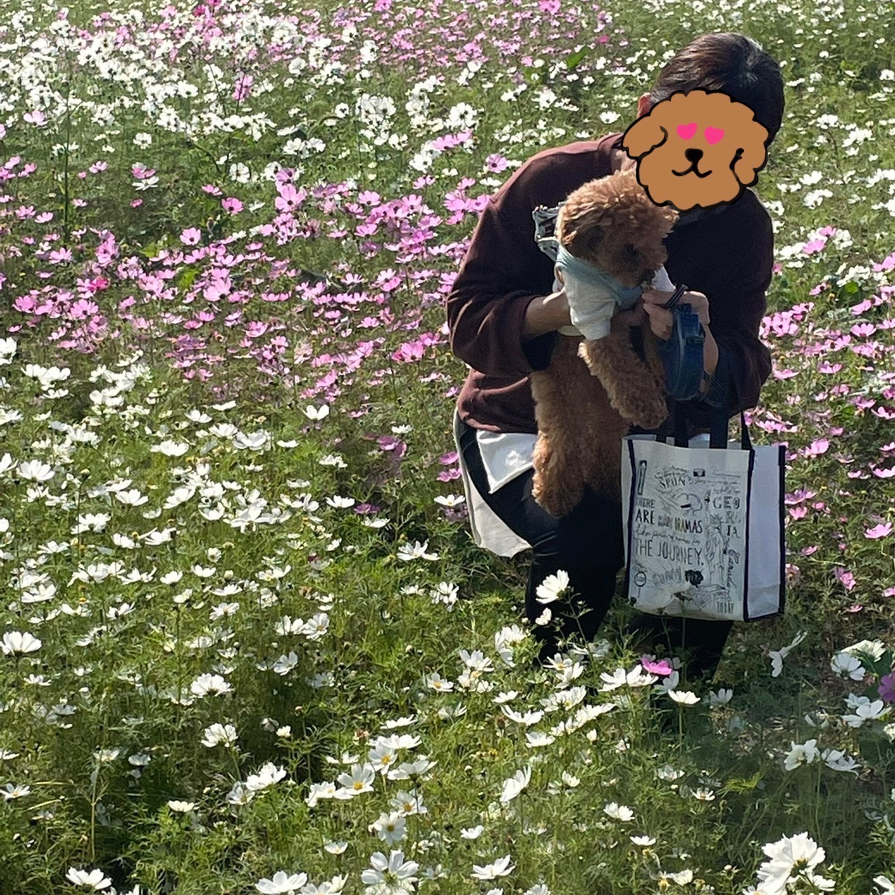水巻町 コスモス祭り