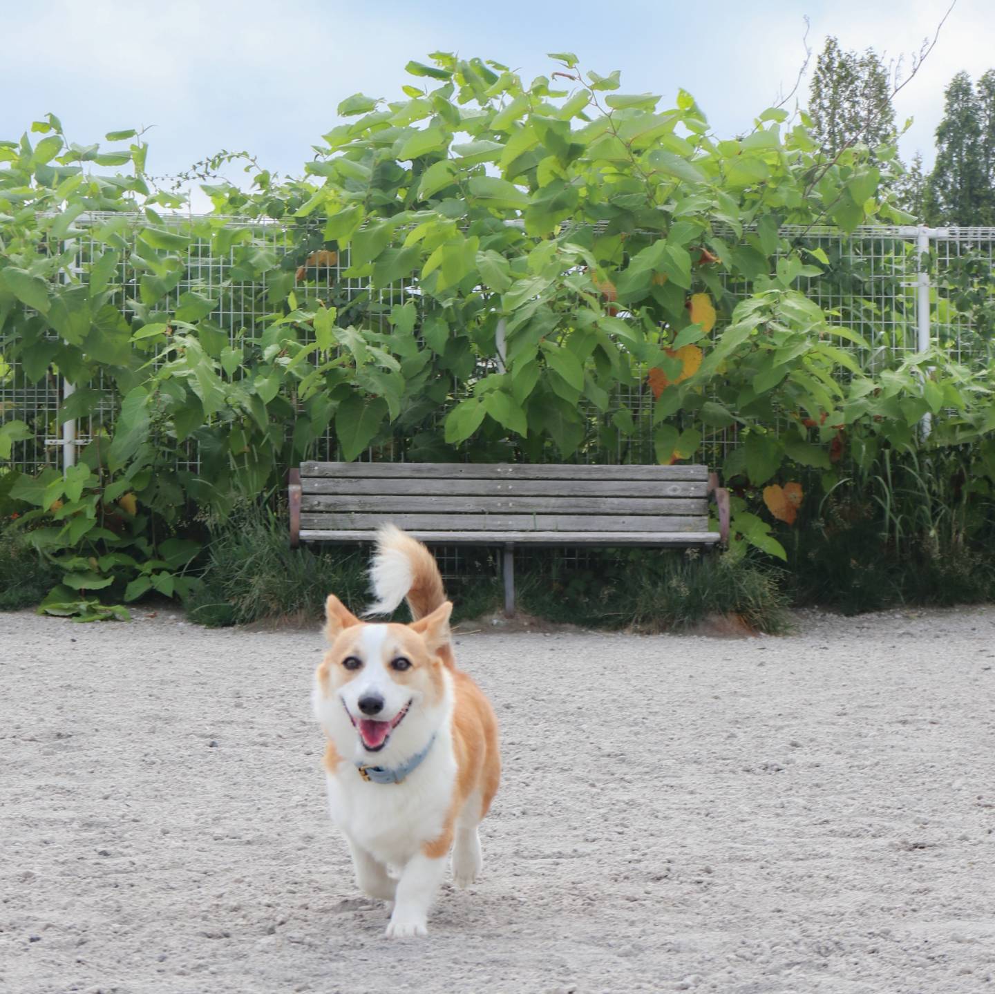 ハヤブサ公園