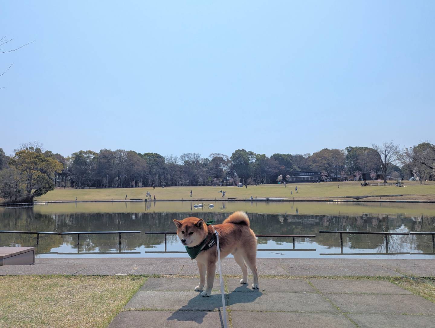 多摩中央公園