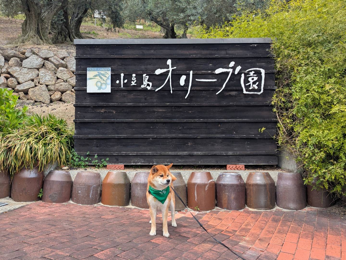 小豆島 オリーブ園