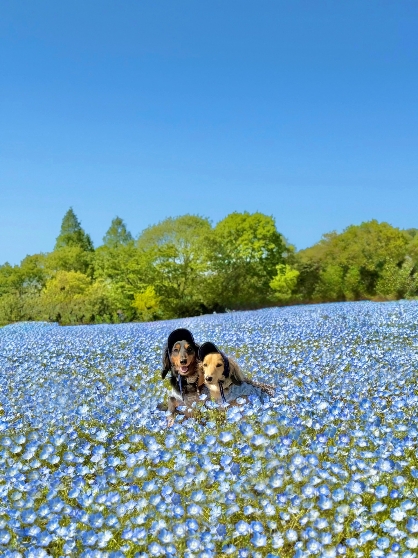 花夢の里(春)