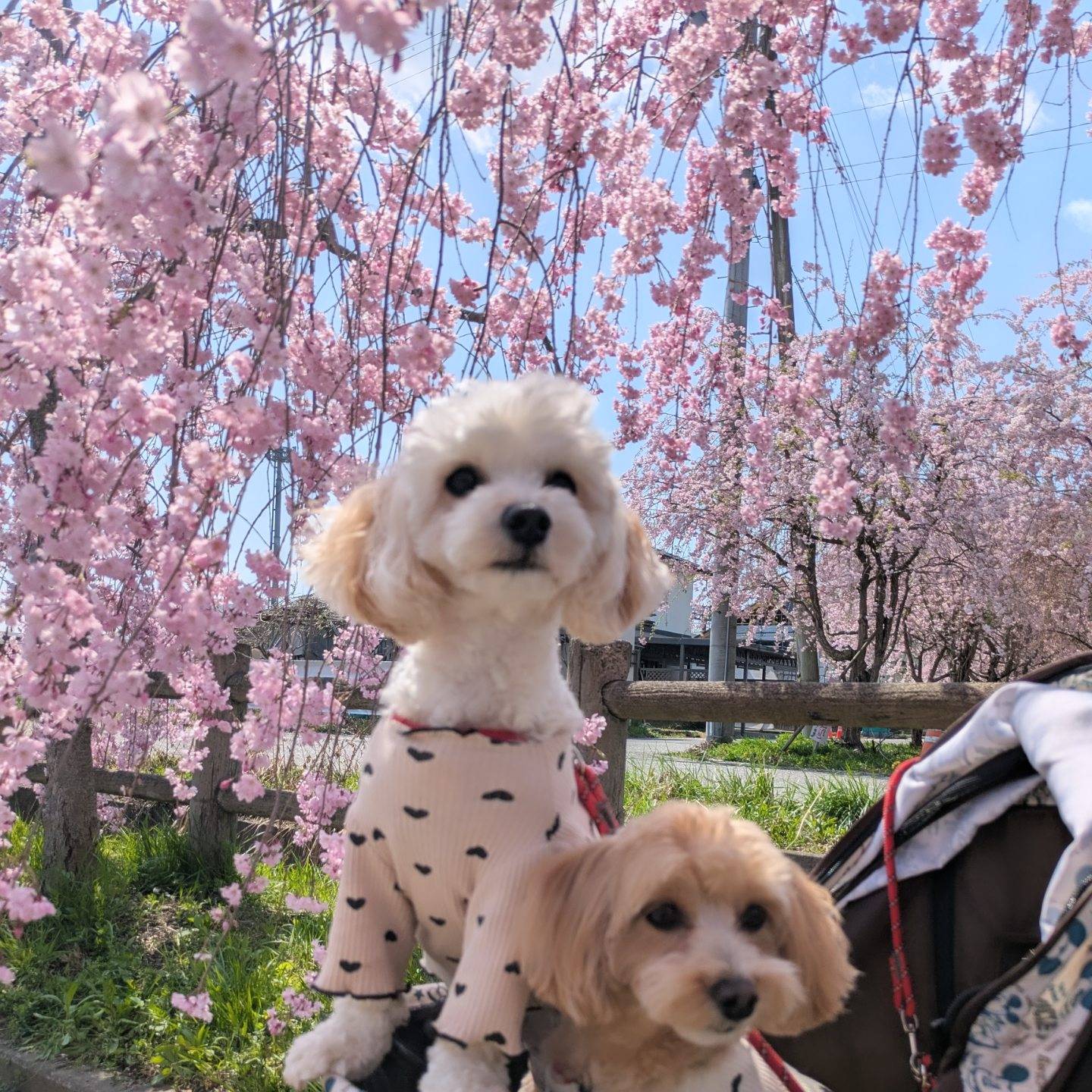 日中線しだれ桜並木