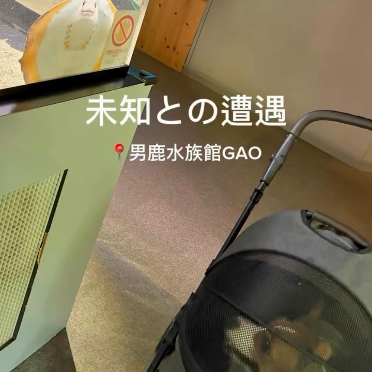 男鹿水族館GAO