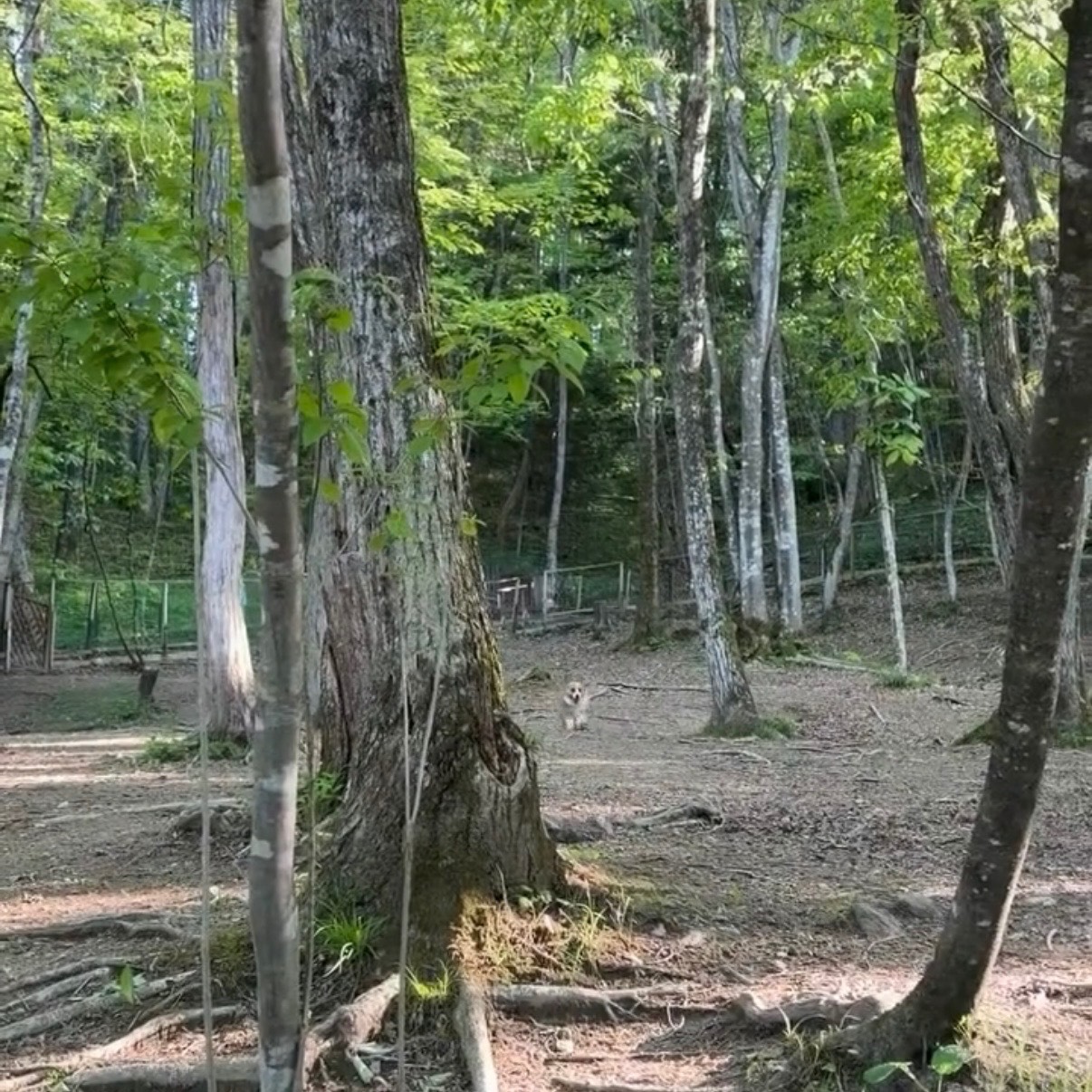 里山ドッグランサム