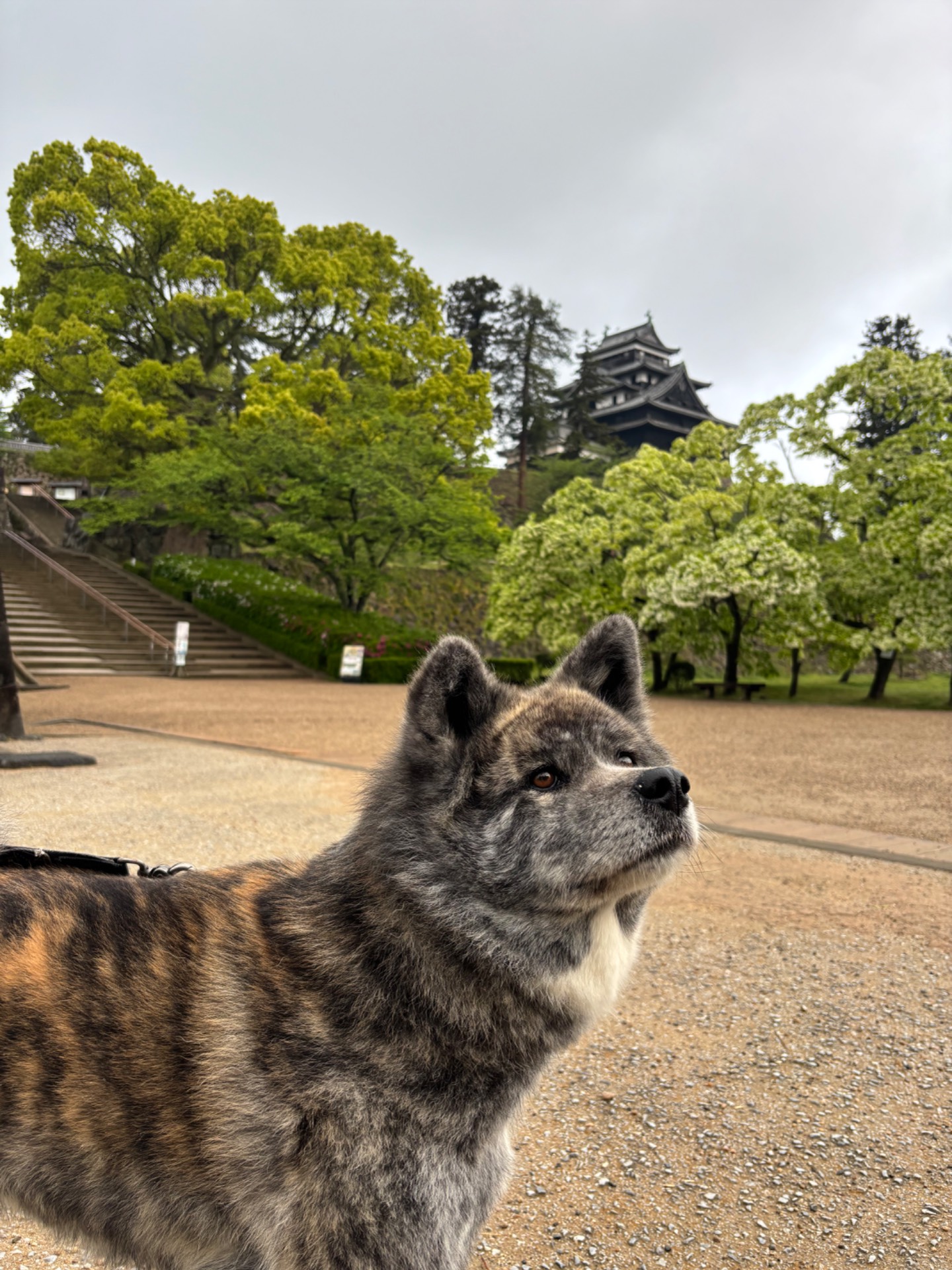 松江城