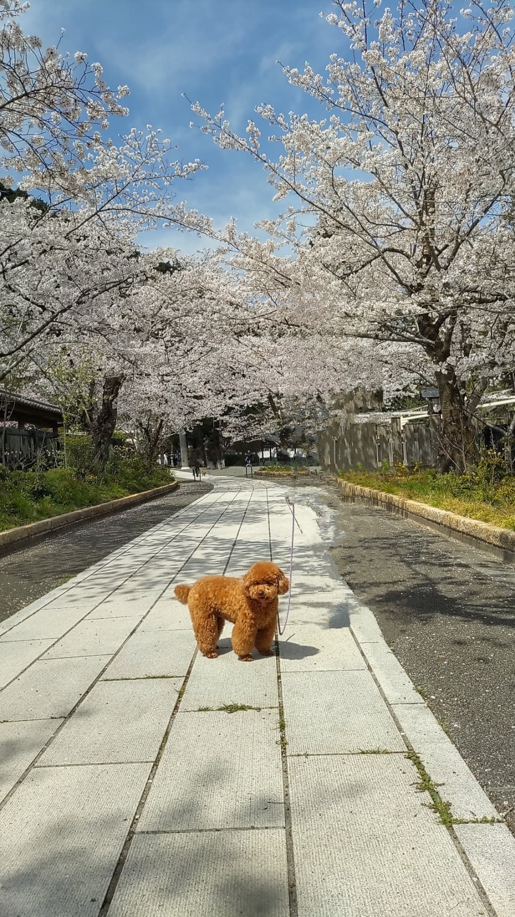 ワンちゃんとのお出かけ先の口コミを探すなら ／ 犬連れお出かけ口コミサイト「ワンちゃんと」