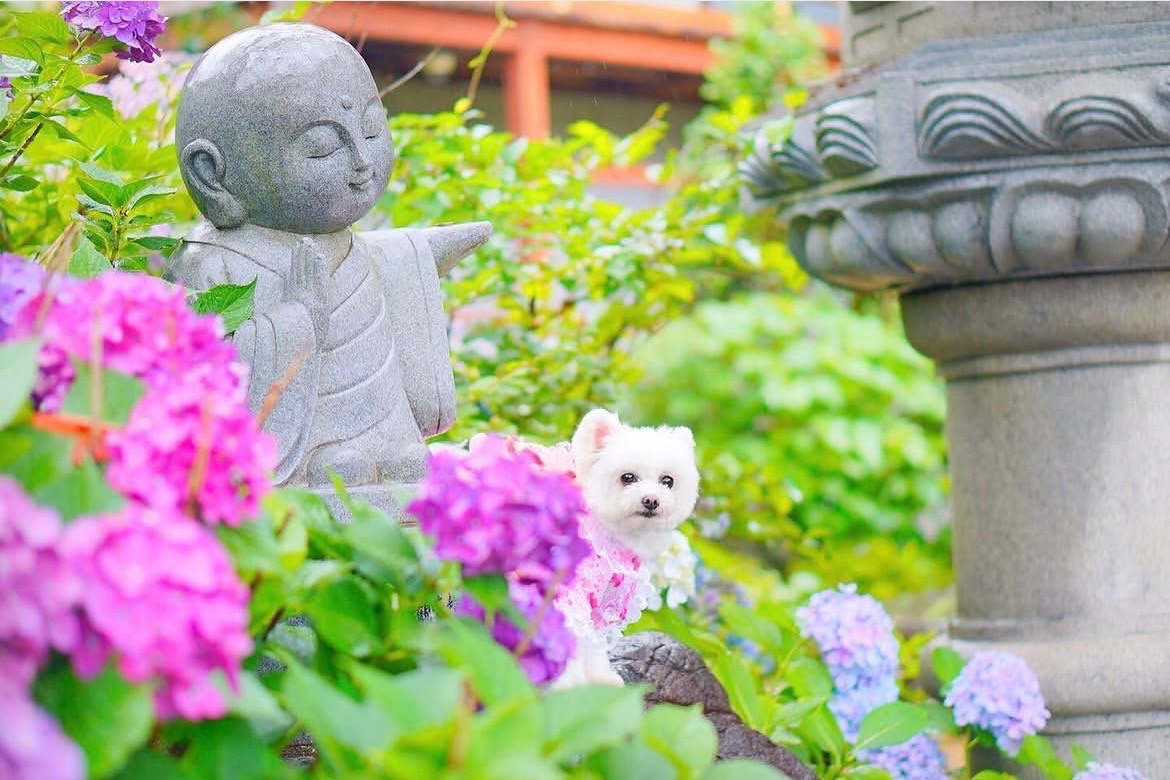 観音寺