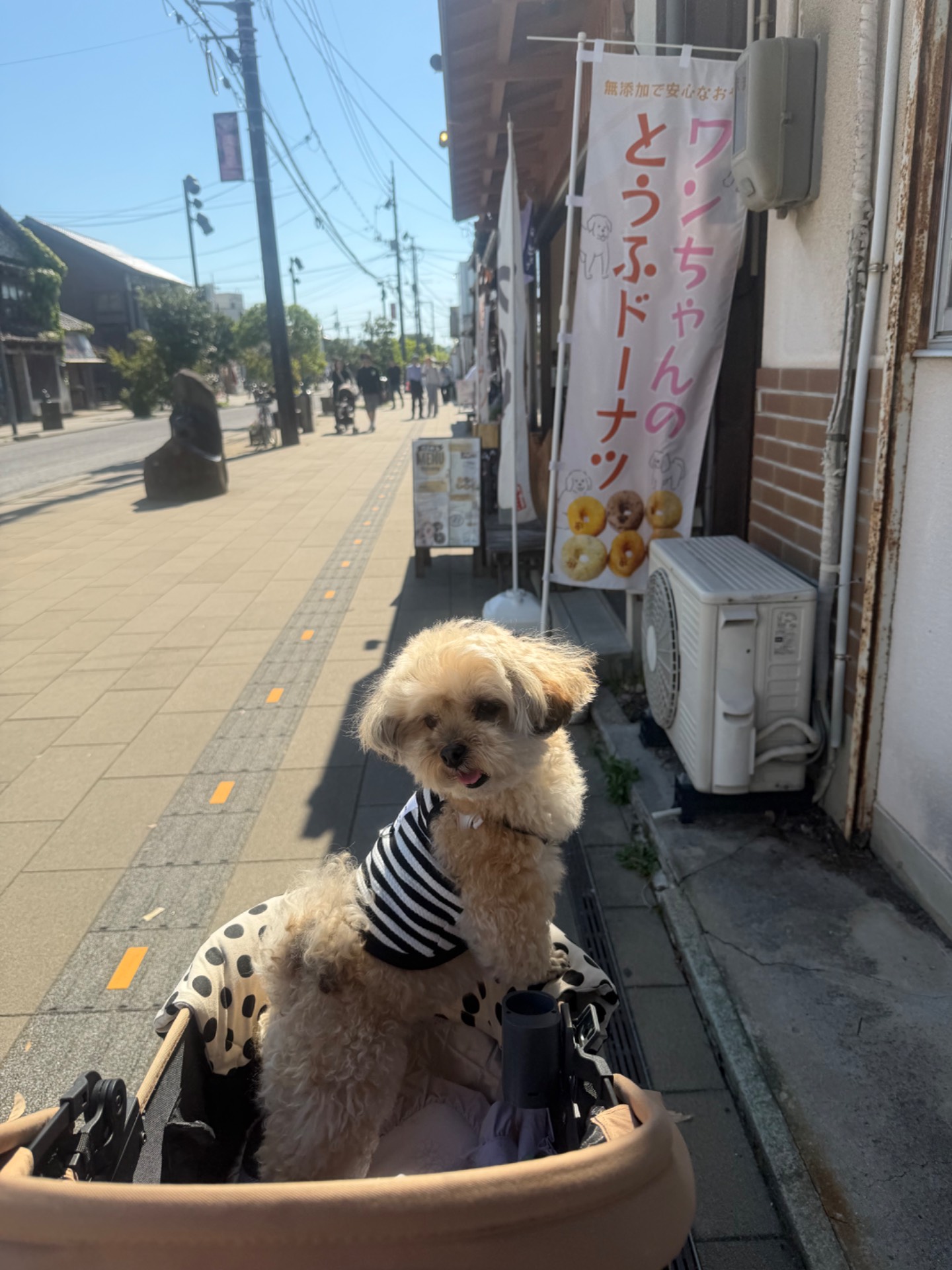 はまゆう