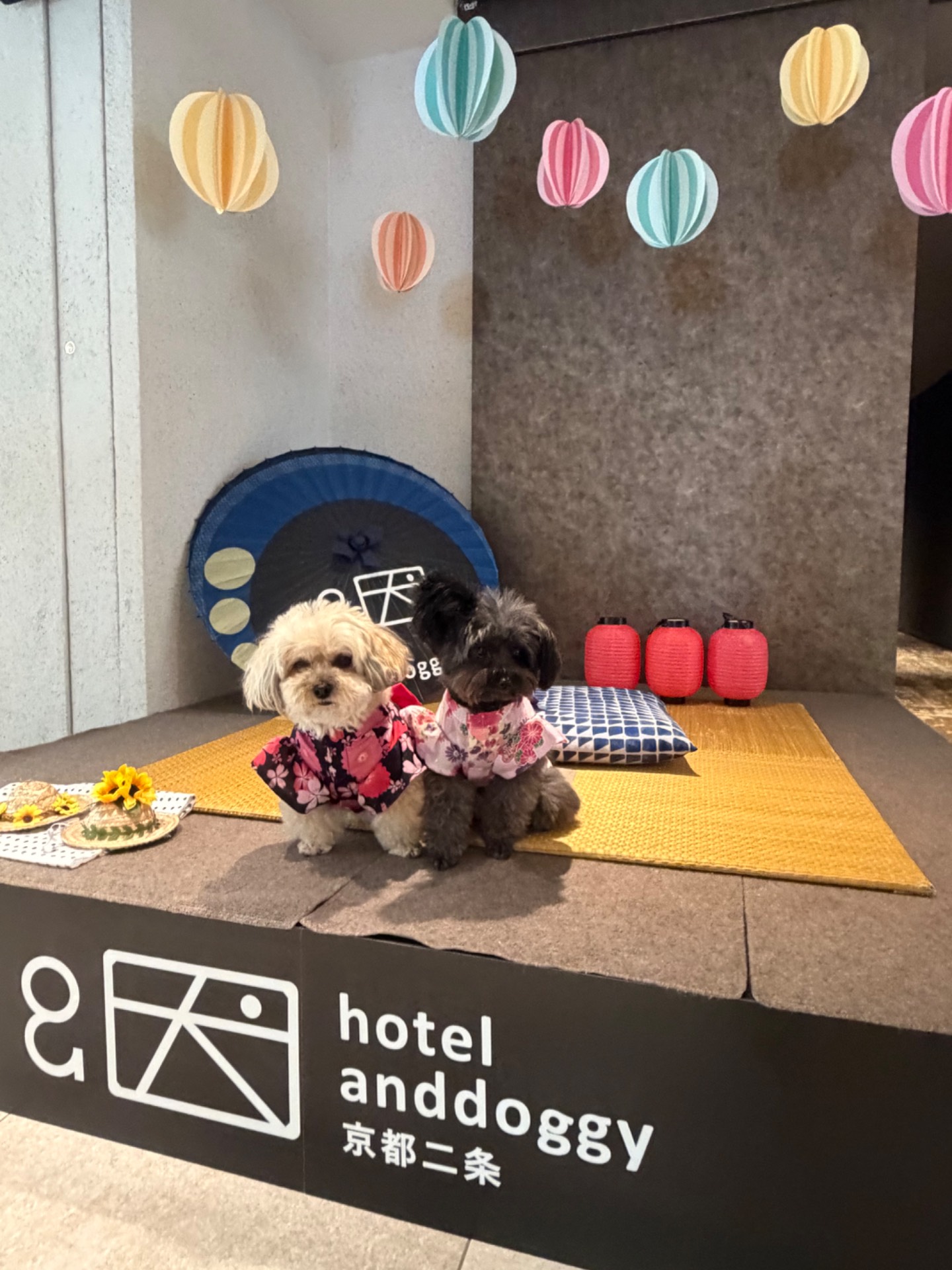 hotel anddoggy京都二 山 条