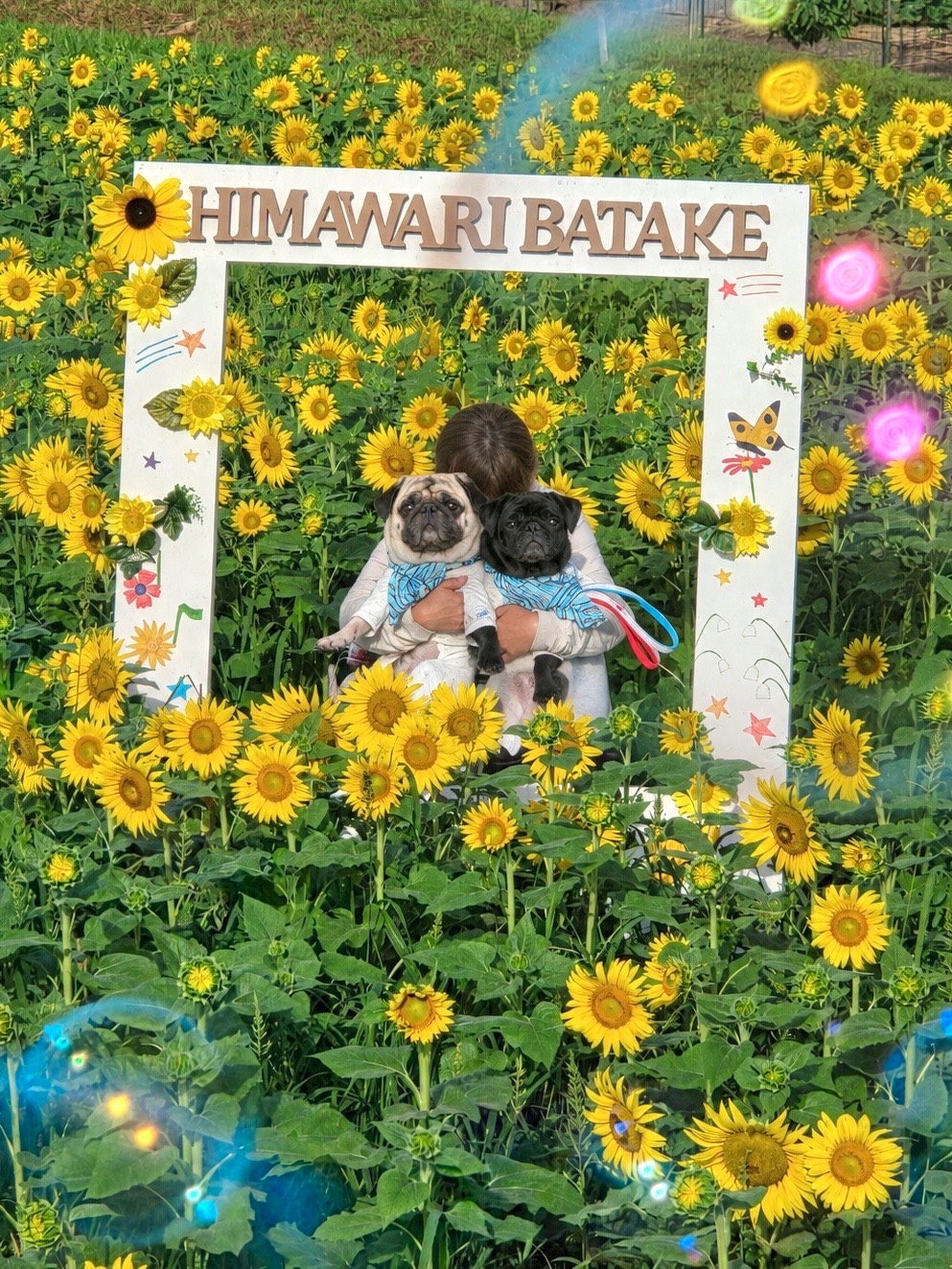 大塩町ひまわり畑