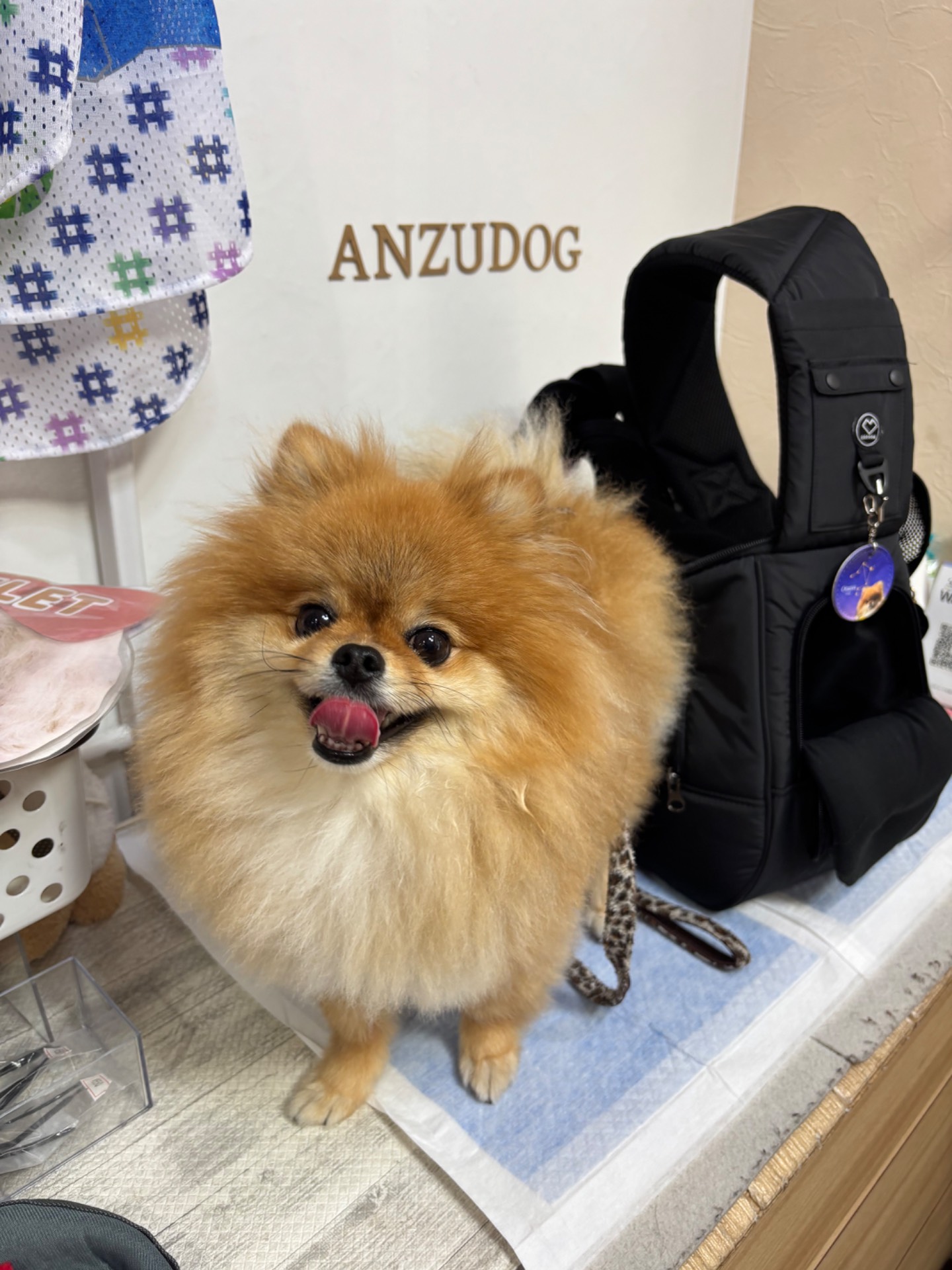 ペットグッズ専門店 ANZUDOG 京橋片町本店