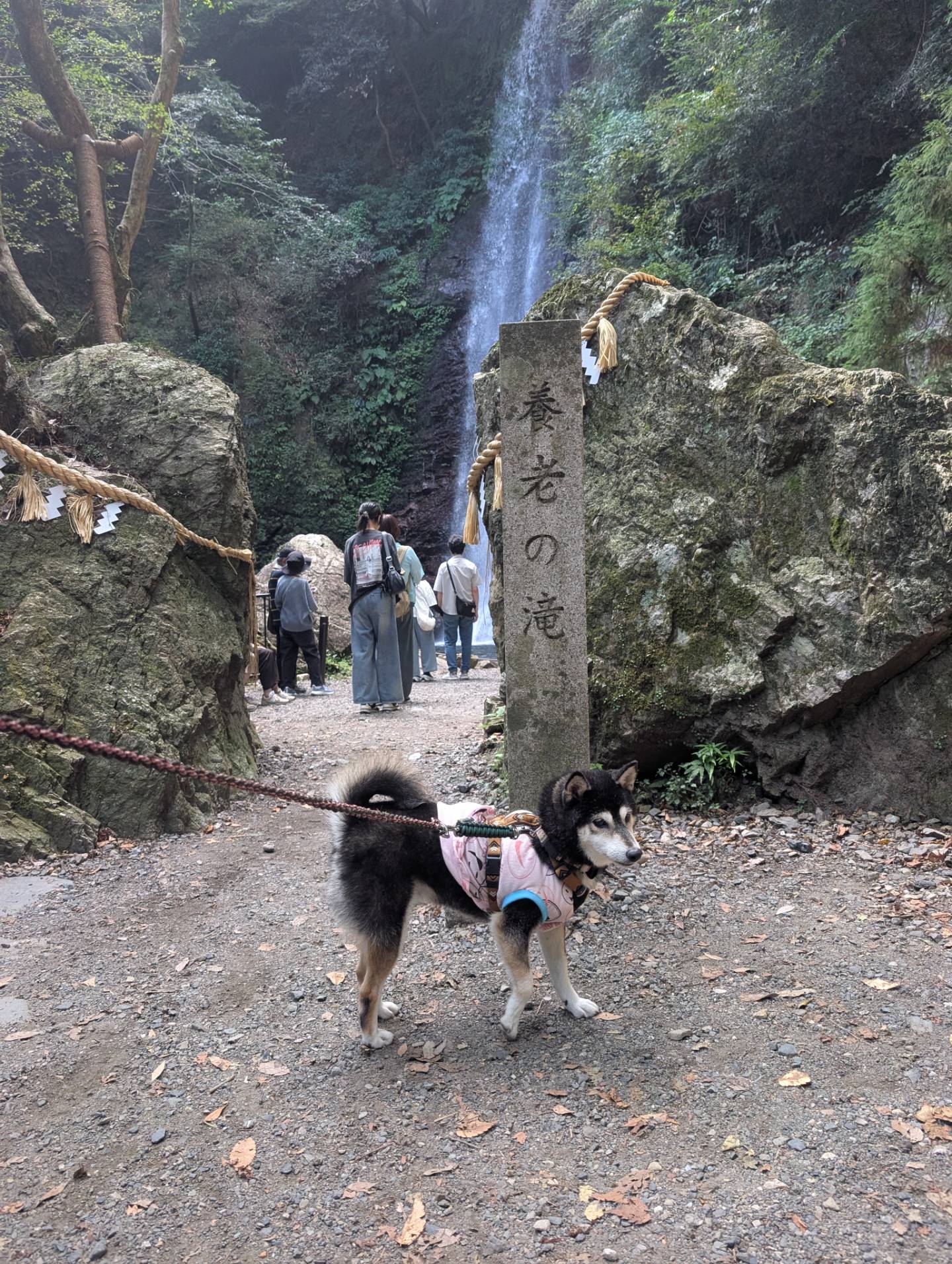 養老の滝