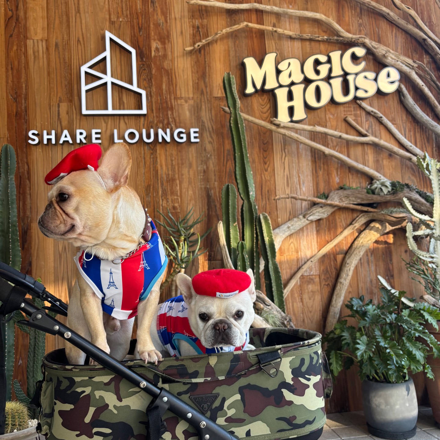 MAGIC HOUSE