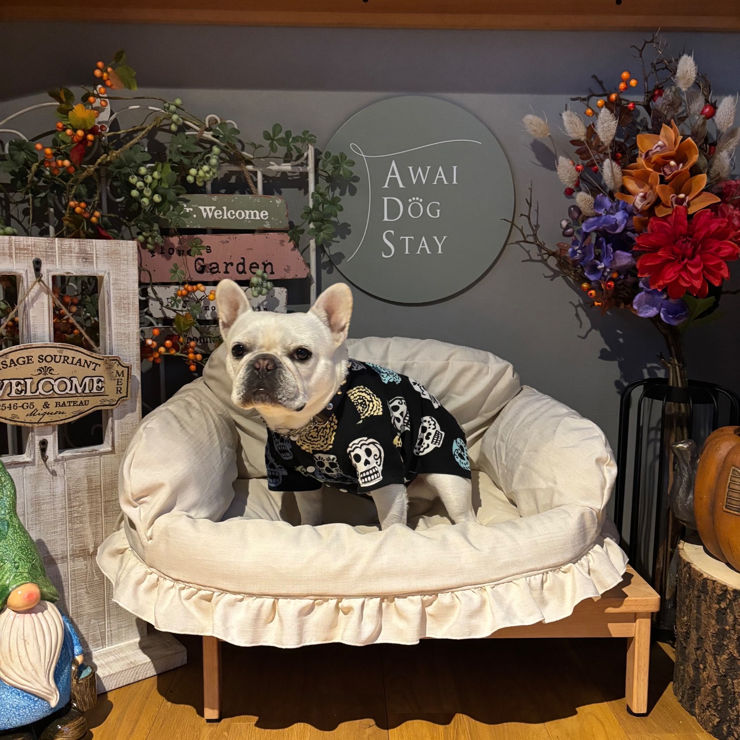 AWAI DOG STAY