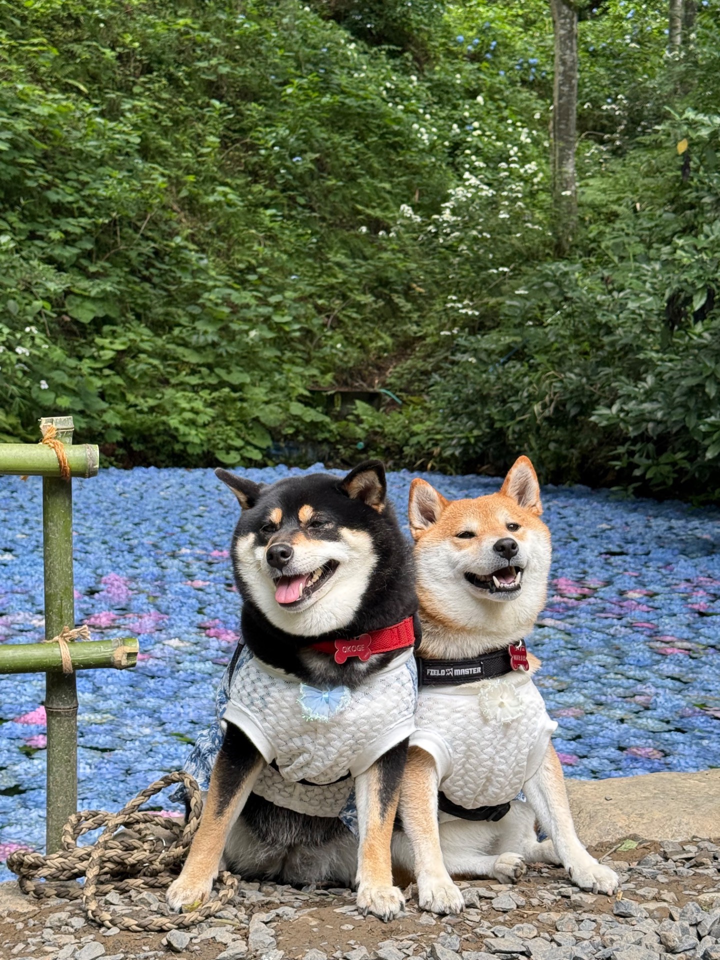 みちのくあじさい園