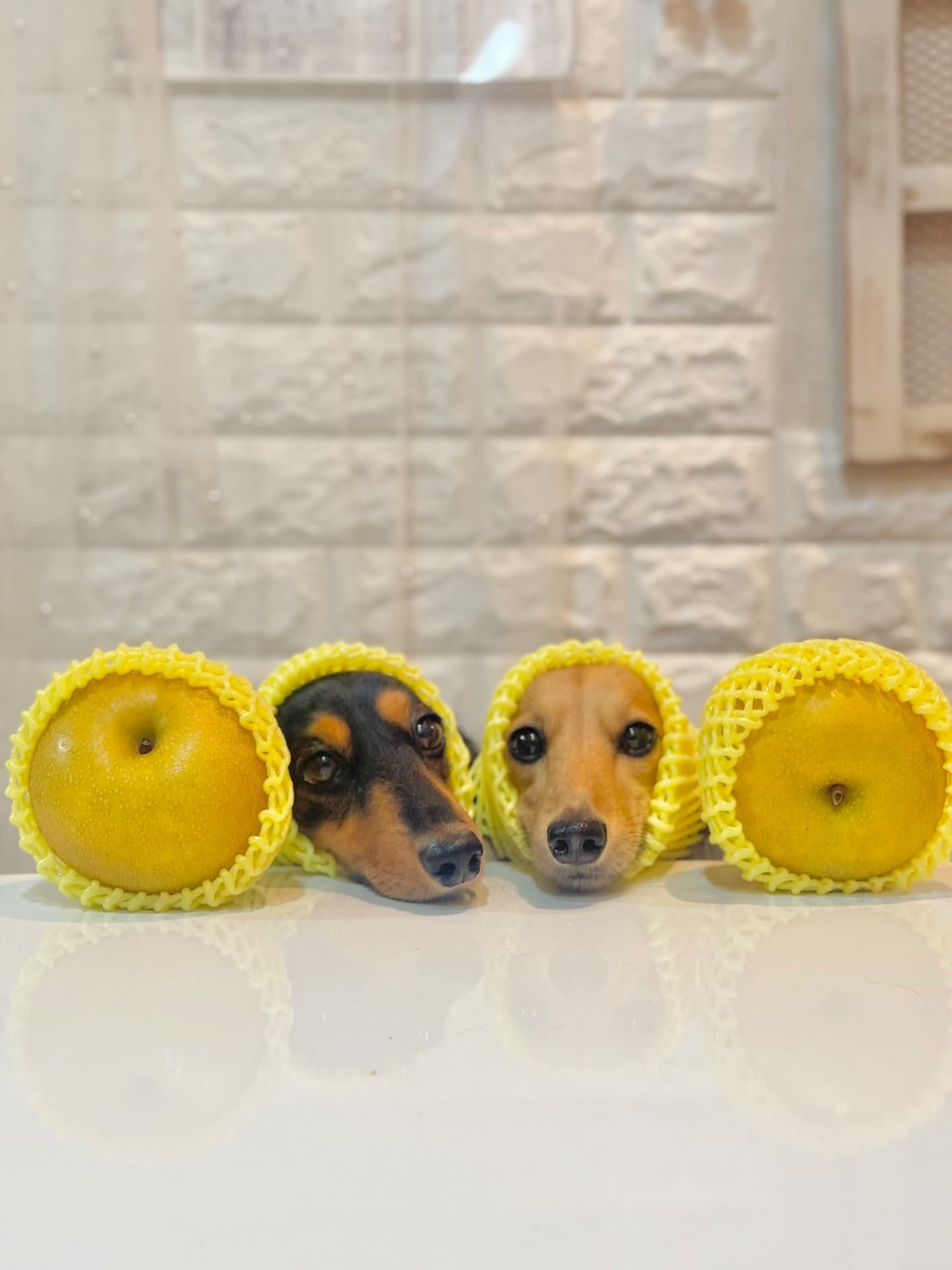 愛犬家さん