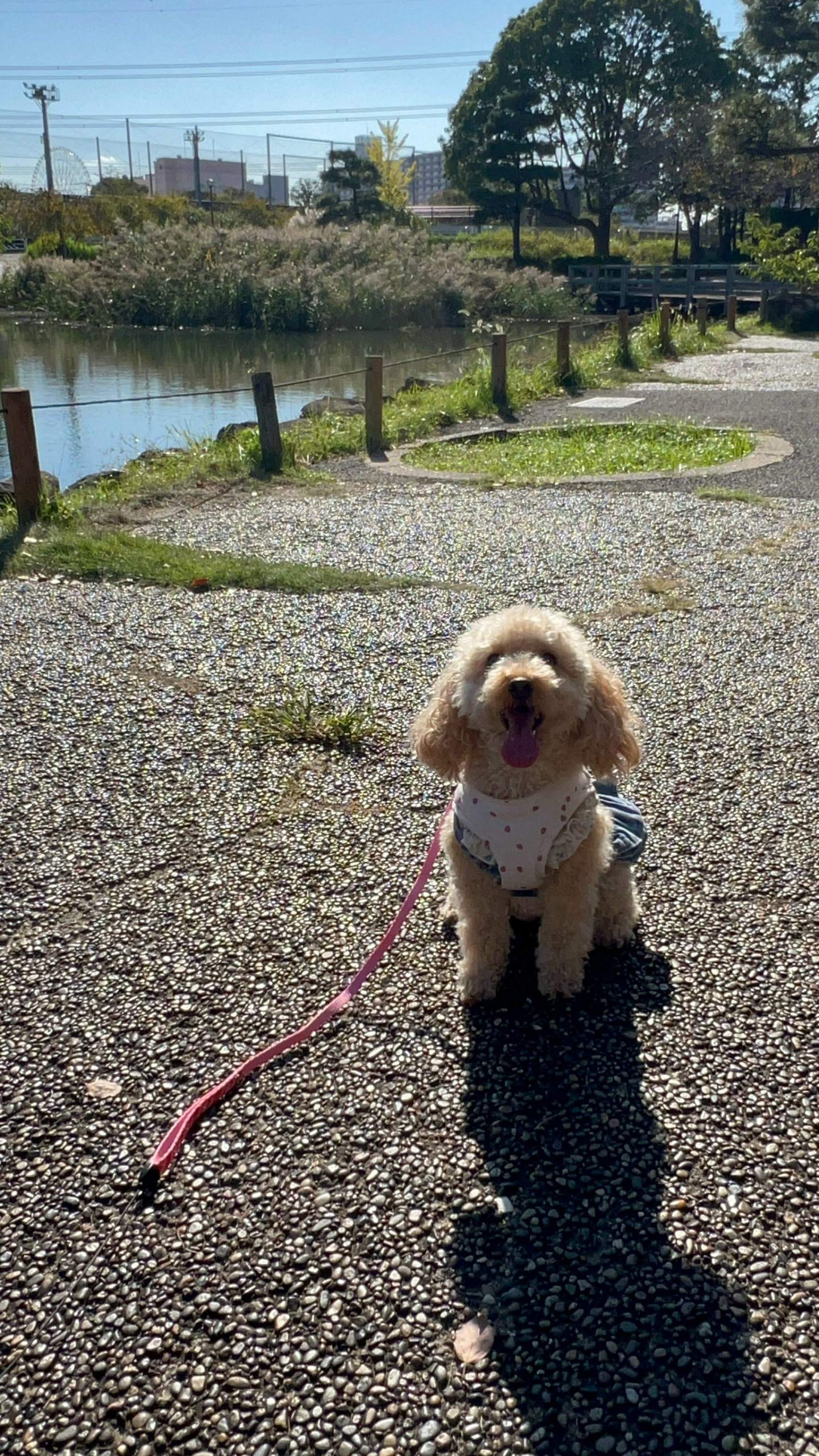 愛犬家くぅちゃんパパさん