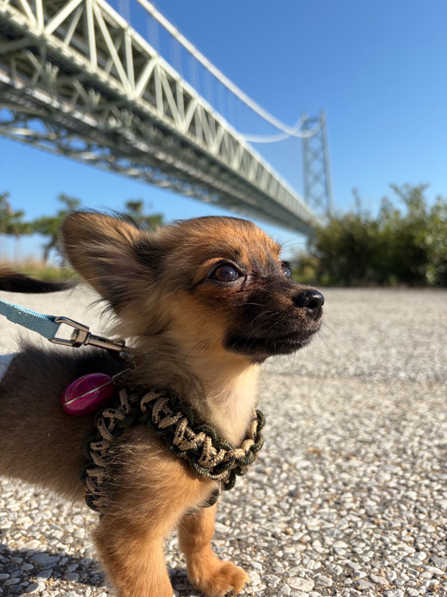 愛犬家さん