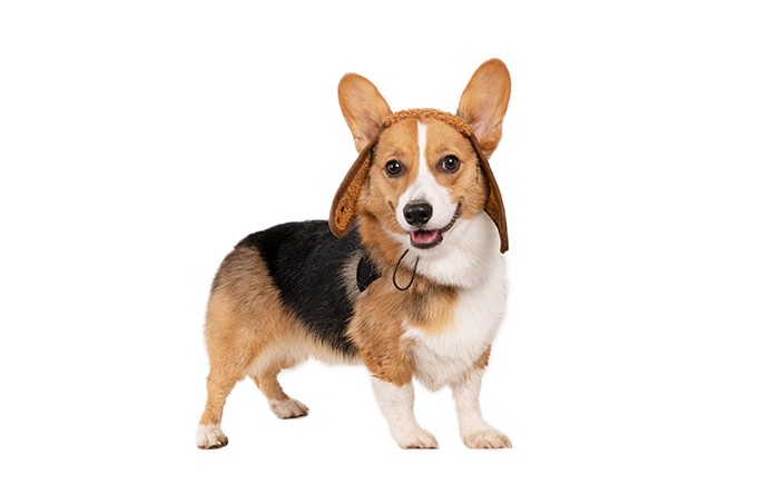 愛犬家さん